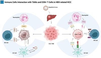 Tumor-associated macrophages and CD8+ T cells: dual players in the pathogenesis of HBV-related HCC